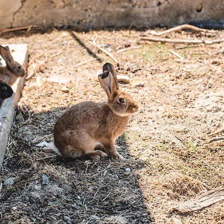 Lantgård Donnastella *