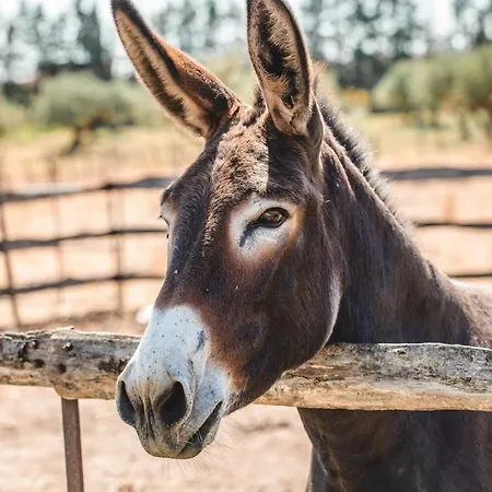 Donnastella Farm stay Guardavalle