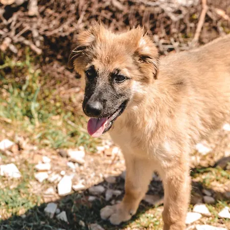 Lantgård Donnastella *