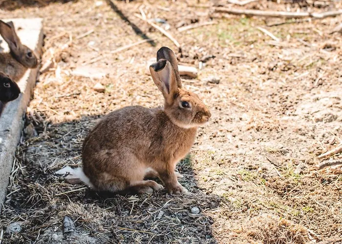 农家乐 Donnastella *