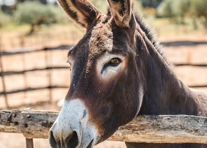 Donnastella 农家乐 Guardavalle