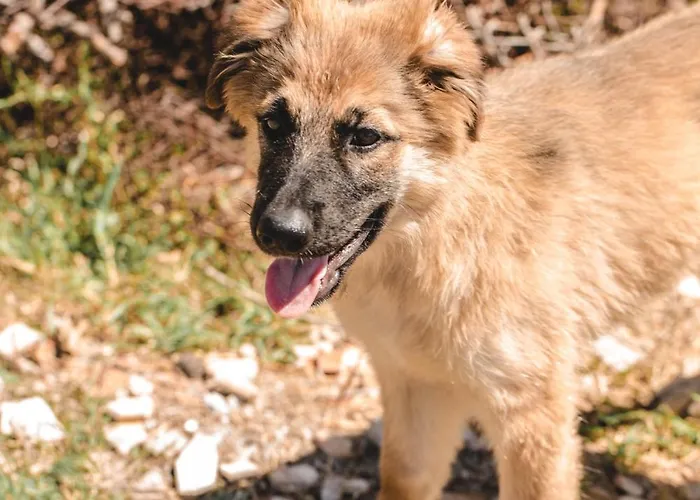 农家乐 Donnastella *