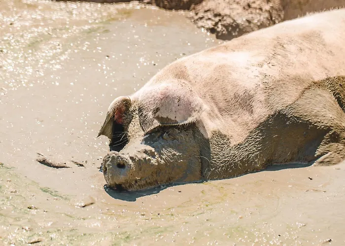 ファームステイ Donnastella Guardavalle