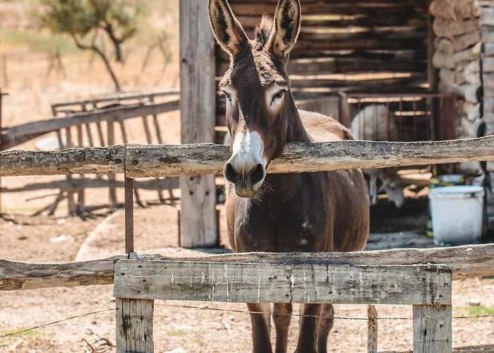 Donnastella ファームステイ *